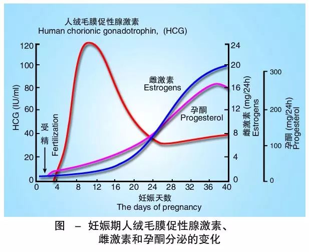 人绒毛膜促性腺激素